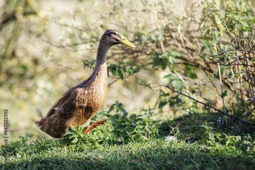 Indian Runner duck are walking in the garden