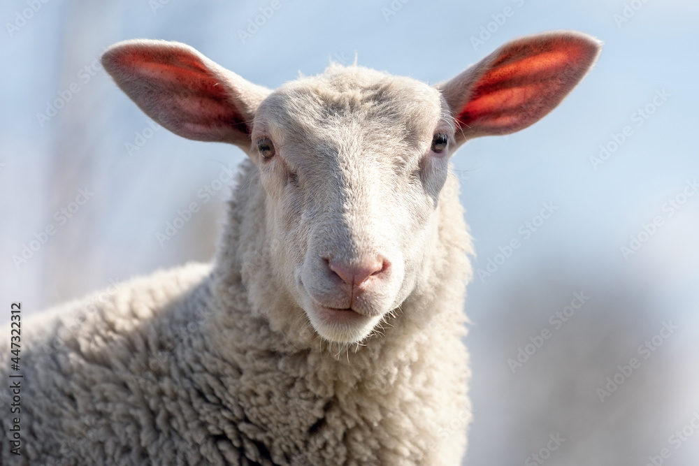 Fototapeta premium White sheep looking at the camera in a blue sky background