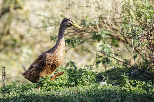 Indian Runner duck are walking in the garden