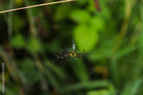 wasp spider. Yellow striped spider outside in nature in her spider web. Argiope bruennichi also called zebra, tiger, silk ribbon, wasp spider 