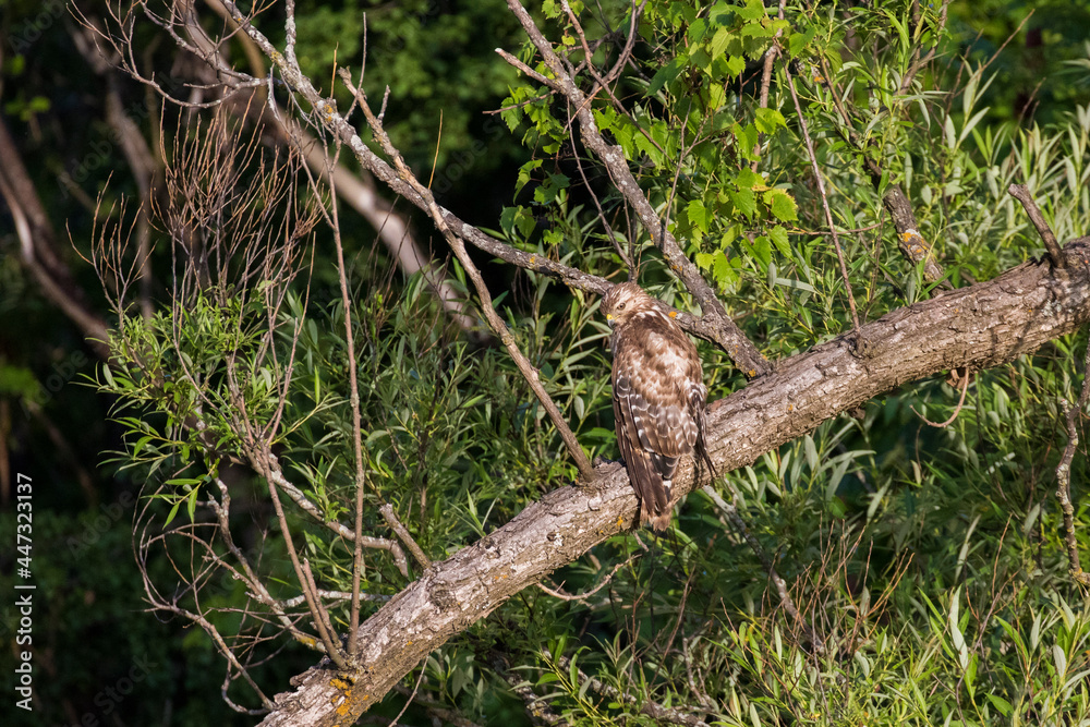red shouldered hawk babies at nest red shouldered hawk babies at nest