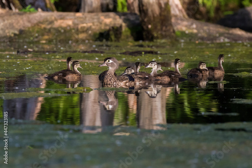 wood duck or Carolina duck (Aix sponsa) with babies photo