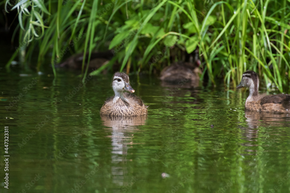 wood duck or Carolina duck (Aix sponsa) with babies wood duck or Carolina duck (Aix sponsa) with babies