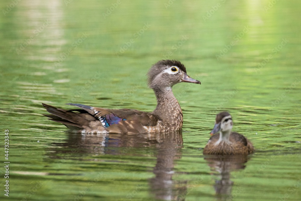wood duck or Carolina duck (Aix sponsa) with babies wood duck or Carolina duck (Aix sponsa) with babies