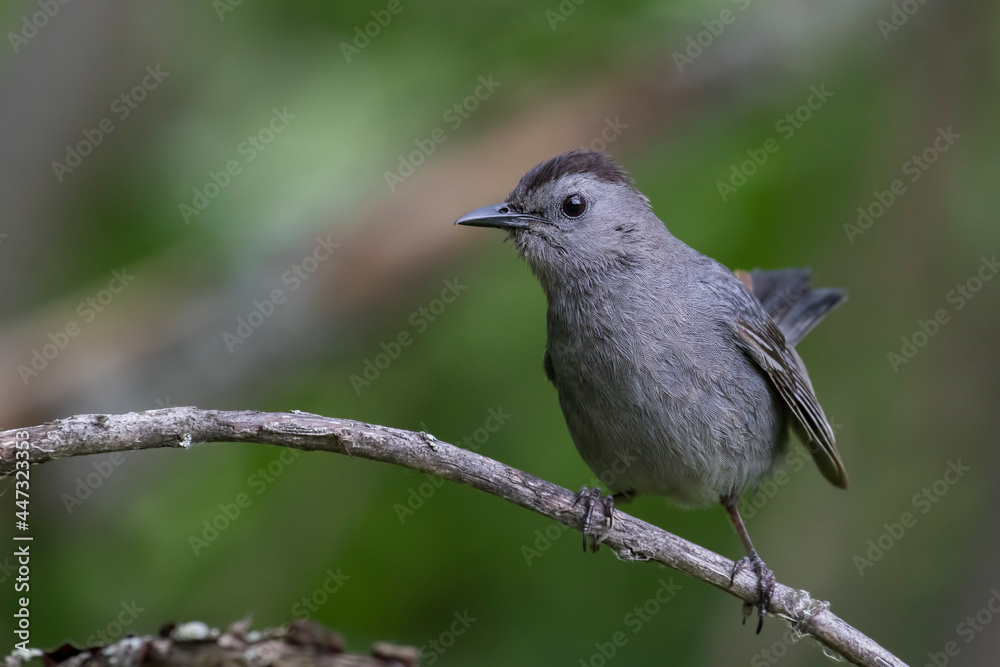 gray catbird (Dumetella carolinensis) in summer gray catbird (Dumetella carolinensis) in summer