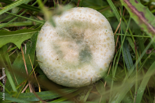 green-cracking russula, the quilted green russula, or the green brittlegill (Russula virescens) photo