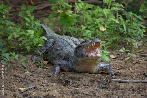 Closeup head on portrait of Black Caiman (Melanosuchus niger) resting on riverbank with jaws open showing teeth, Bolivia photo