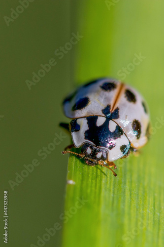 15 spotted Ladybug Anatis labiculata White lady beetle with black spots on a large blade of wild grass
 photo