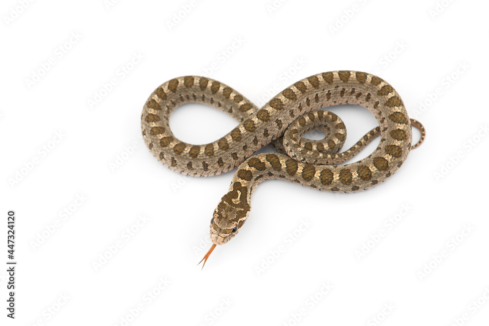 David's rat snake isolated on white background 