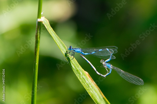 A couple of blue and black damselflies making a heart shape while mating on a green blade of wild grass next to a lake in rural Minnesota, USA 