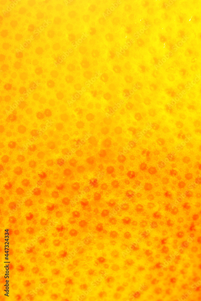 custom made wallpaper toronto digitalClose up photo of Grapefruit peel texture. Exotic ripe fruit, orange background, macro view. Human skin problem concept, acne and cellulite. Beautiful nature wallpaper.