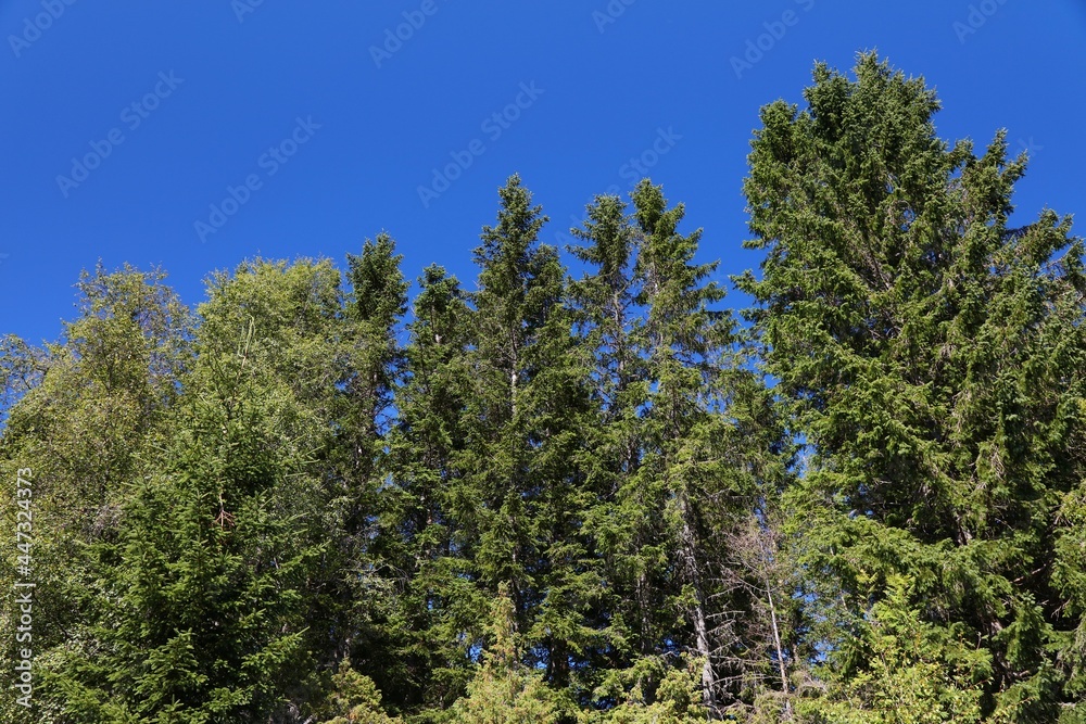 Fototapeta premium Typical forest in central Norway