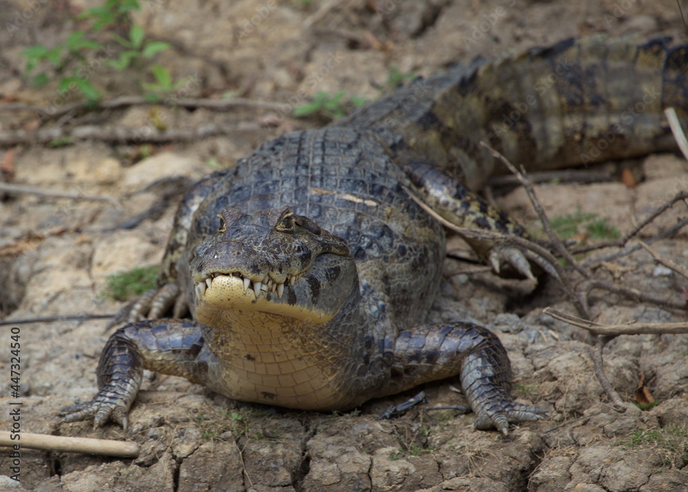 Naklejka premium Closeup head on portrait of Black Caiman (Melanosuchus niger) resting on riverbank ready to enter water, Bolivia