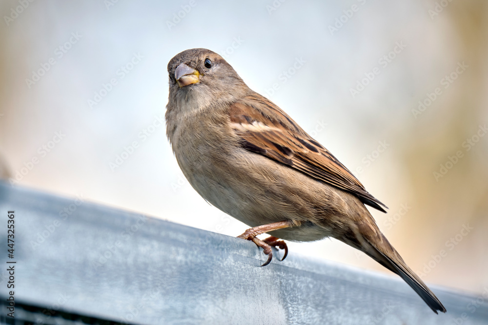 Haussperling ( Passer domesticus ) – auch Spatz oder Hausspatz. Haussperling ( Passer domesticus ) – auch Spatz oder Hausspatz.