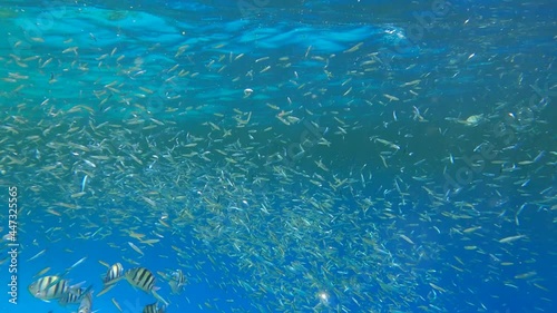 Tropical fishes of various species feeds in the surface water rich in plankton. Visually distinguishable plankton-rich water layer (rarely seen phenomenon). Slow motion photo