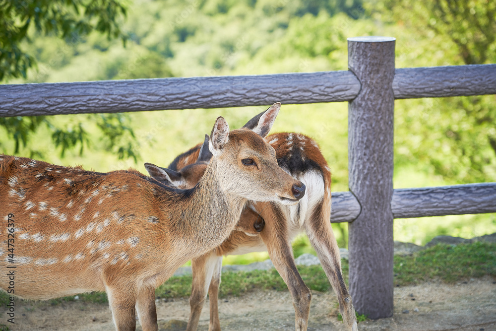Naklejka premium 奈良県 若草山の鹿