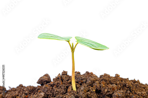 Young plant in soil isolated on white background photo