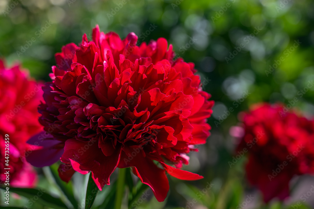 Peony „Red Grace“, Glasscock-Klehm, 1980. Paeonia lactiflora (Chinese peony or common garden peony). One flower