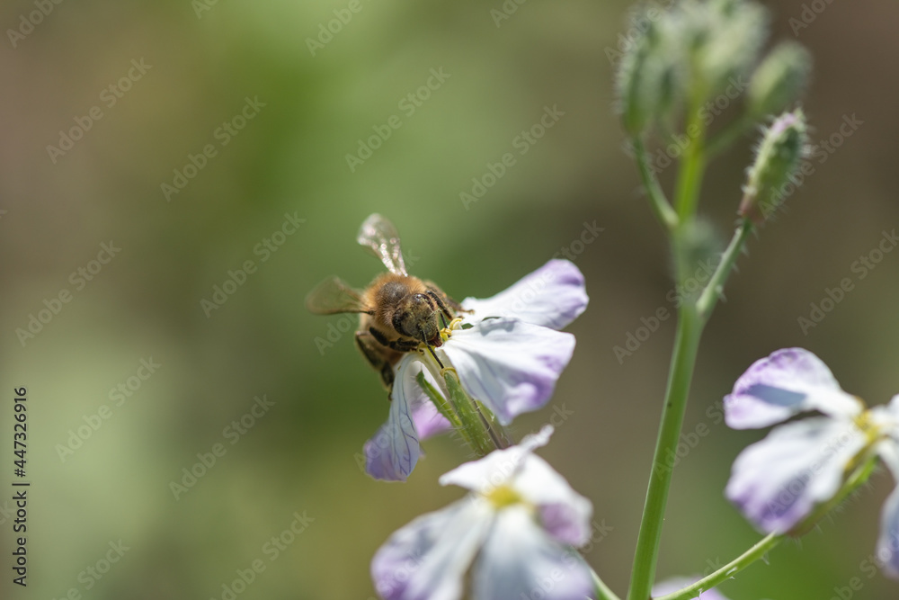 A bee collects honey on a clover flower.