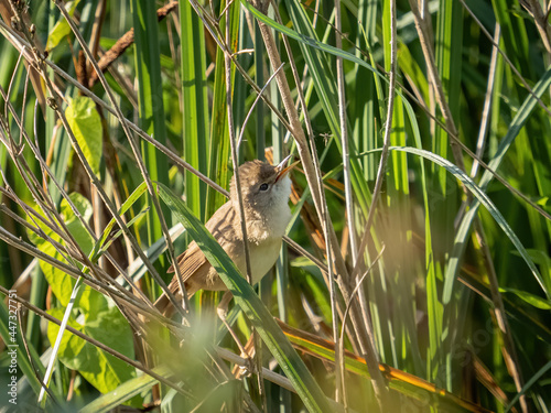 A reed warbler in reeds by a lake in south London