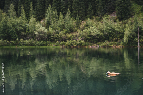 Fototapeta Naklejka Na Ścianę i Meble -  white wild duck swims in summer on a mountain lake