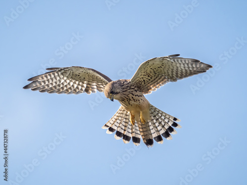 A kestrel (Falco tinnunculus) hovering in south London