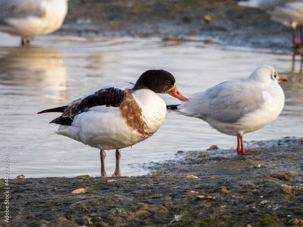 A shelduck by a lake in south London. A shelduck by a lake in south London.