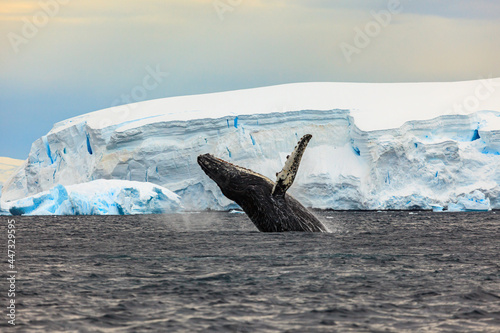 a humpback whale in front of an iceberg