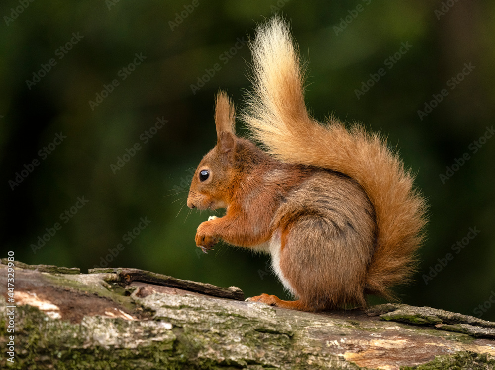 Red Squirrel, County Laois, Leinster, Republic of Ireland Red Squirrel, County Laois, Leinster, Republic of Ireland