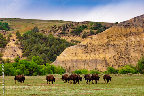 Bison in the Theodore Roosevelt National Park South Unit, North Dakota photo