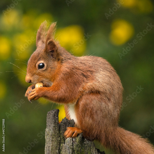 Red Squirrel, County Laois, Leinster, Republic of Ireland photo