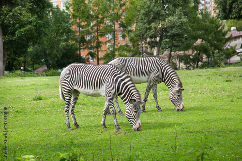 A pair of zebras  Lat. Hippotigris  in a beautiful striped color grazing on a green field against the background of trees on a clear sunny day. Animals mammals artiodactyl zoos.