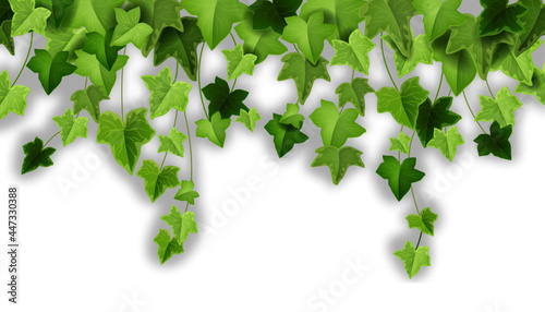 Spring ivy plant vector background, green climbing vine leaf illustration, garden creeper liana plant. Greenery floral realistic clipart, hanging foliage, twigs. Nature frame, ivy plant vegetation