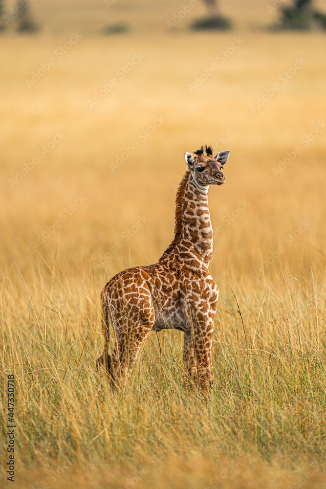A young Giraffe (Giraffa), in the Maasai Mara National Reserve, Kenya A young Giraffe (Giraffa), in the Maasai Mara National Reserve, Kenya