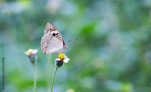 butterfly on a flower