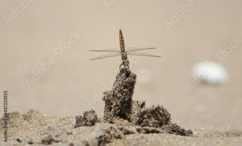dragonfly on the beach.