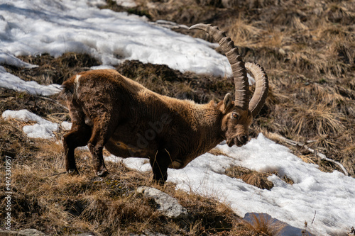 Alpine ibex (Capra ibex), Gran Paradiso National Park, Aosta Valley, Italy
