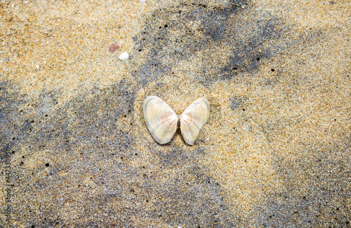 shell on the beach.