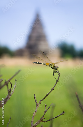 Dragonfly with blurry shore temple background.