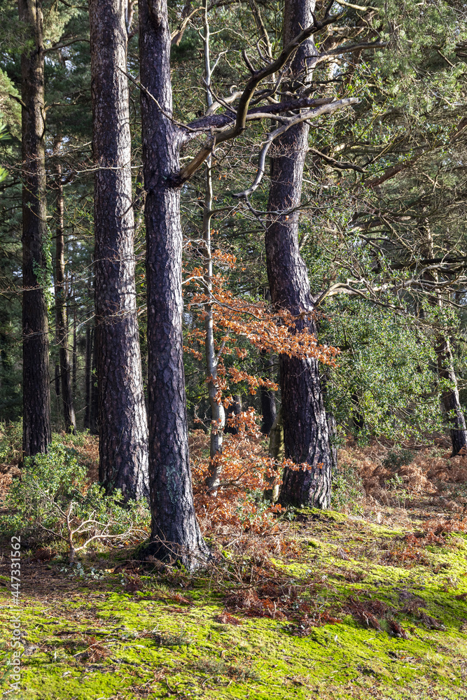 Woodlands in winter on Exmoor National Park near Webbers Post, Horner, Somerset UK Woodlands in winter on Exmoor National Park near Webbers Post, Horner, Somerset UK