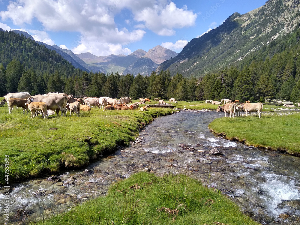 Naklejka premium Landscape with cows in the National Park of Aigüestortes and Lake San Mauricio. Pyrenees Mountains. Catalonia. Spain.