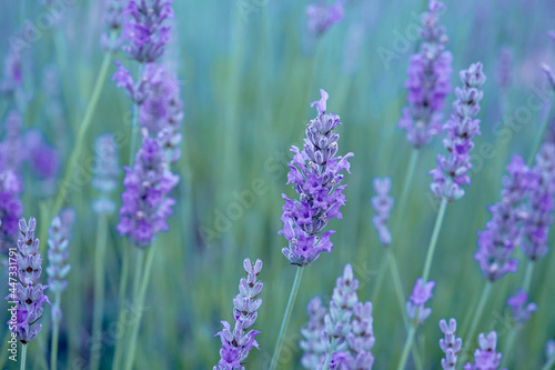 Lavender purple flowers blooming © Azahara MarcosDeLeon