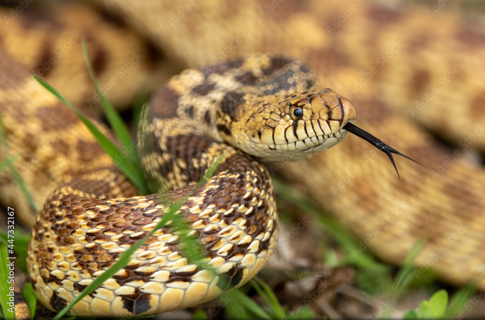 close up of a snake close up of a snake