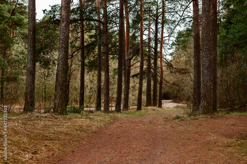 Obraz premium dirt road through a pine forest on a spring day