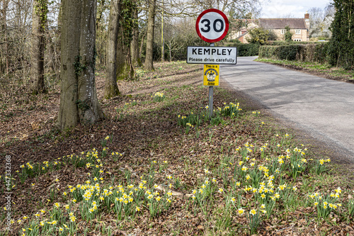 Wild daffodils (Narcissus pseudonarcissus) in early spring at the entrance to the village of Kempley near Dymock, Gloucestershire UK photo