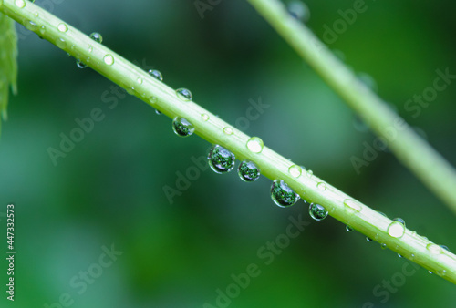 Water drops on the twig