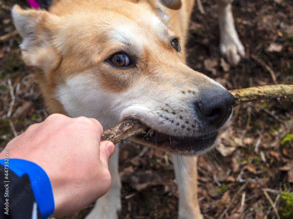 The dog pulling stick. Beautiful ginger dog, close-up portrait of red male walking in a forest. Winter time. . Copy space The dog pulling stick. Beautiful ginger dog, close-up portrait of red male walking in a forest. Winter time. . Copy space