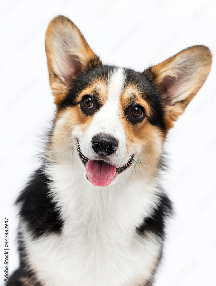 portrait of a smiling corgi dog with tongue on a white background