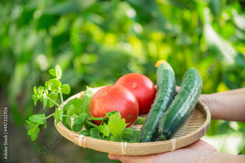 収獲した新鮮野菜を持つ女性