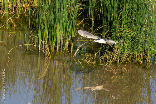 great grey heron in flight